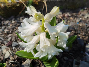 Hyacinthus orientalis